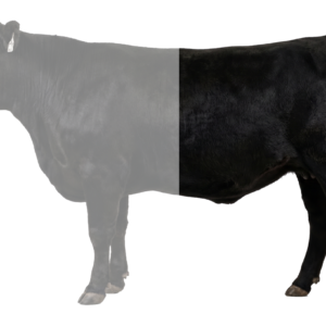 Half Beef — Deposit