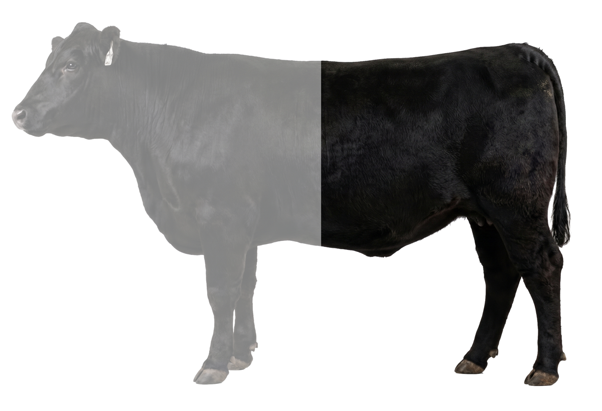 Half Beef — Deposit