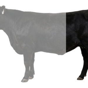 Quarter Beef — Deposit