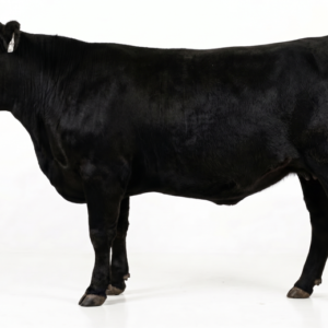 Whole Beef — Deposit